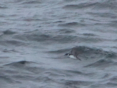 Pelecanoides magellani