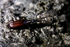 Amorphocephalina