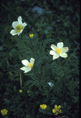 Pulsatilla