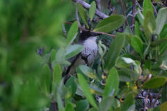 Tyrannus caudifasciatus caymanensis