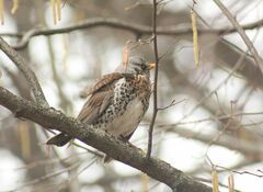 Turdus pilaris