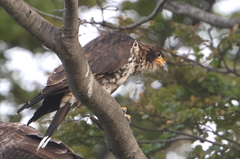 Daptrius albogularis