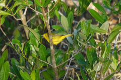 Setophaga petechia eoa