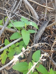 Salvia spathacea