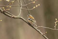 Fringilla coelebs