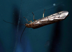 Stenosialis australiensis