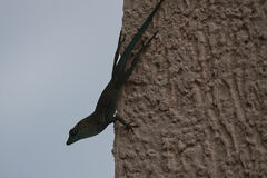 Anolis conspersus