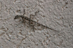 Anolis conspersus