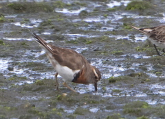 Charadrius modestus