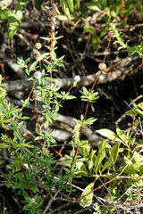Spermacoce verticillata