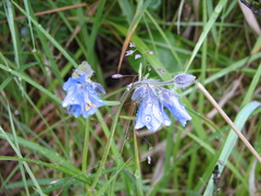 Polemonium acutiflorum
