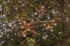 Drosera capillaris