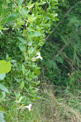 Rhabdadenia biflora
