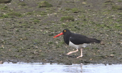 Haematopus leucopodus
