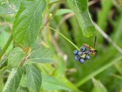 Polistes bahamensis