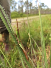 Achurum carinatum