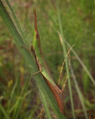 Achurum carinatum