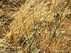 Bituminaria bituminosa