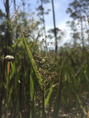 Dichanthelium longiligulatum