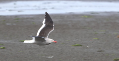 Leucophaeus scoresbii