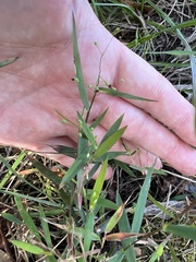 Dichanthelium patulum