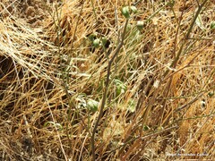 Bituminaria bituminosa