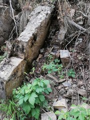 Macrochlamys turanica