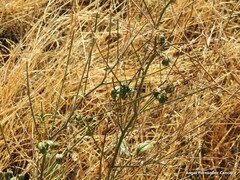 Bituminaria bituminosa