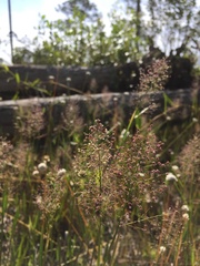 Dichanthelium longiligulatum