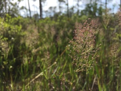 Dichanthelium longiligulatum