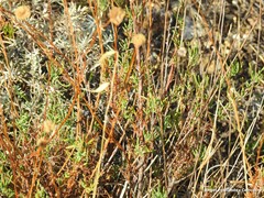 Santolina rosmarinifolia