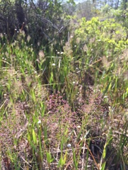 Dichanthelium longiligulatum