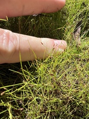 Eleocharis baldwinii
