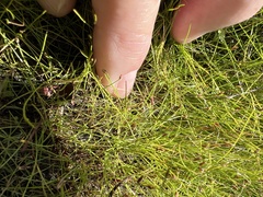 Eleocharis baldwinii