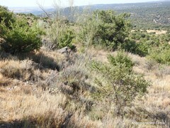 Helichrysum stoechas