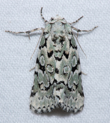 Bryolymnia viridata