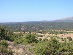 Quercus rotundifolia