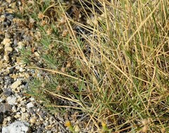 Plantago sempervirens