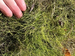 Eleocharis baldwinii
