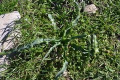 Chlorogalum pomeridianum