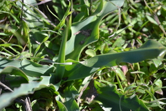 Chlorogalum pomeridianum