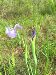 Iris tridentata