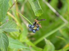 Polistes bahamensis