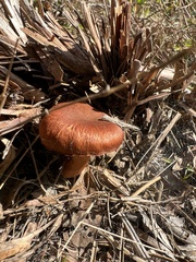 Laccaria trullisata
