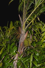 Bactris campestris