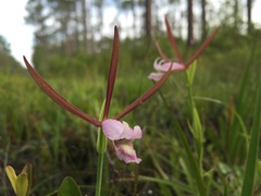 Cleistesiopsis oricamporum