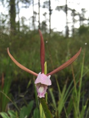 Cleistesiopsis oricamporum