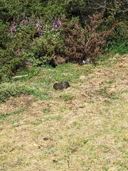 Cavia
