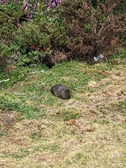 Cavia