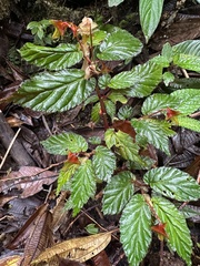 Begonia urticae